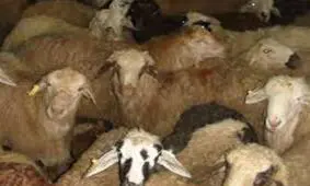 توقیف دام قاچاق ۲ میلیارد ریالی در بجنورد
