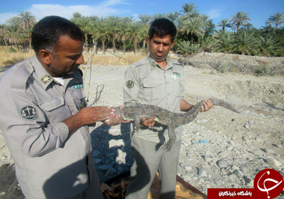 نجات دو سرتمساح پوزه کوتاه در قصرقند + عکس