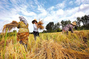 پایان برداشت برنج در مازندران