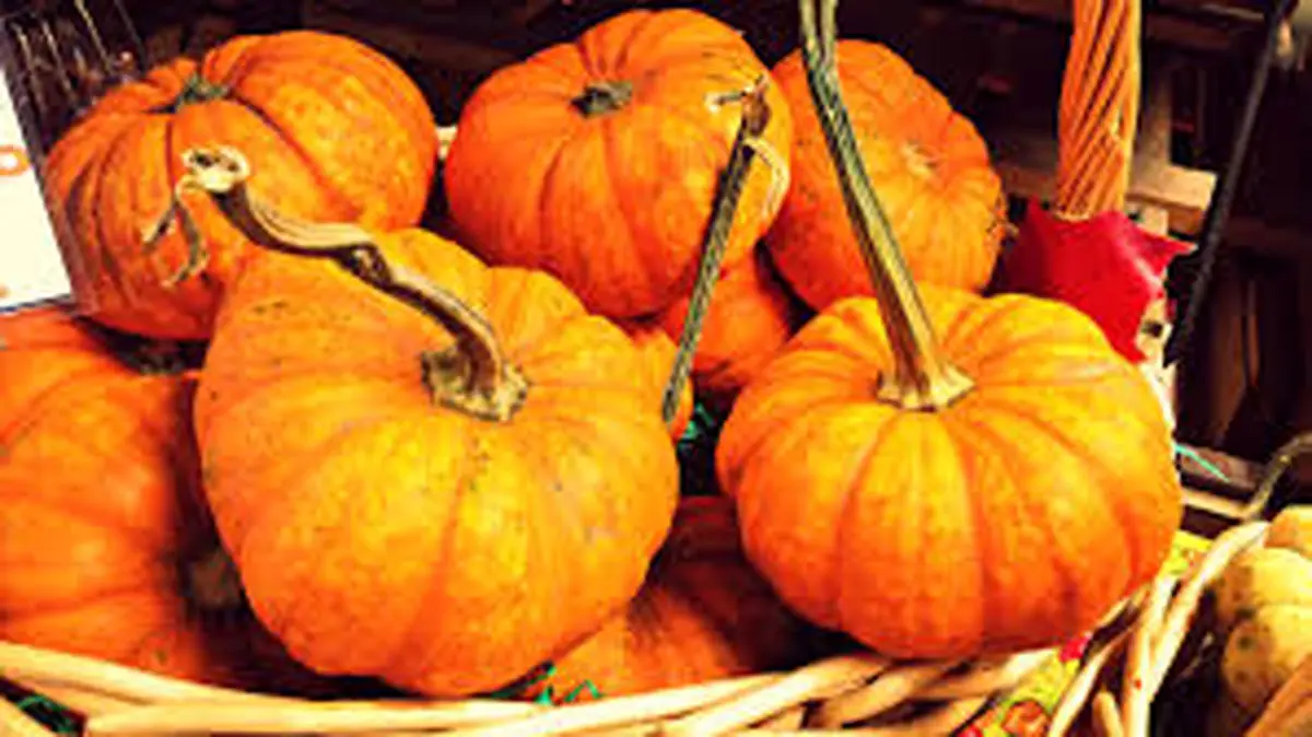 کدو تنبل سدی در برابر سرماخوردگی