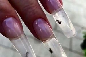 ناخن های مصنوعی عجیب با مورچه های زنده + فیلم