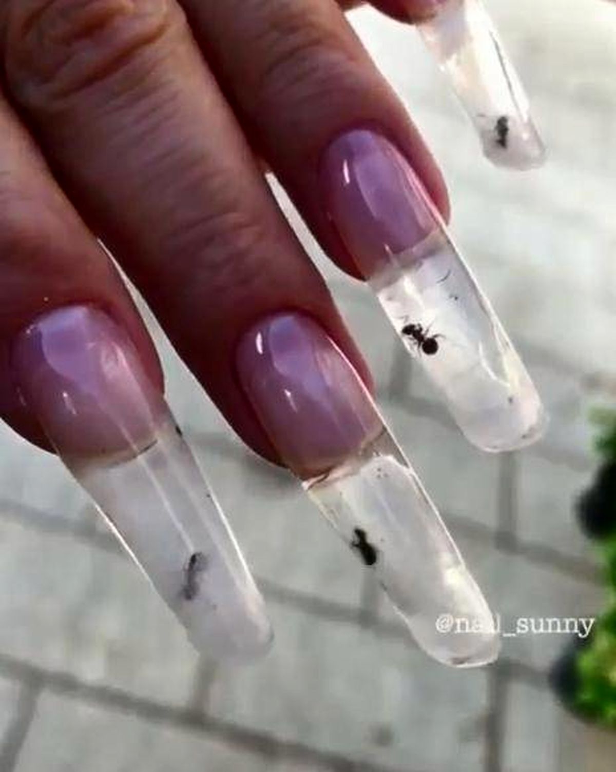 ناخن های مصنوعی عجیب با مورچه های زنده + فیلم