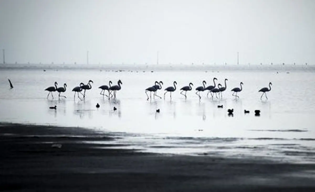 پرندگان مهاجر در استان گلستان +تصاویر