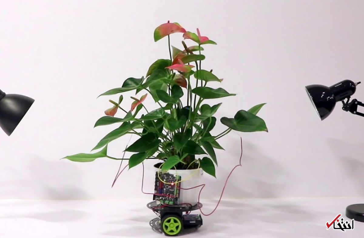 با روبات باغبان آشنا شوید / ثبت علائم حیاتی گیاه / تغییر جای گلدانها به سمت نور