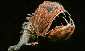 ماریانا؛ زیستگاه ترسناک‌ترین و ناشناخته‌ترین موجودات دریایی