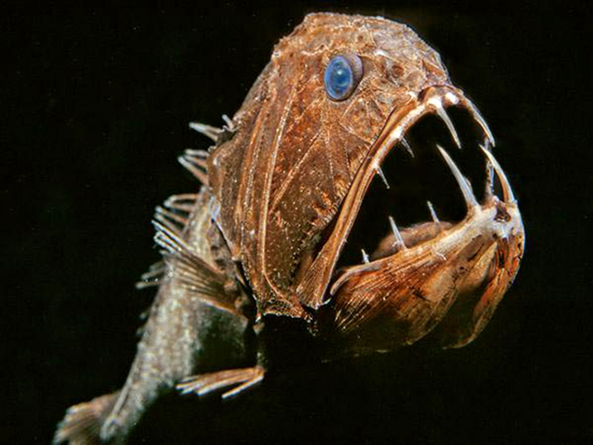 ماریانا؛ زیستگاه ترسناک‌ترین و ناشناخته‌ترین موجودات دریایی