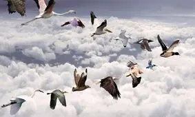 پرندگان مهاجر سيبري و آسياي ميانه وارد آبگيرهاي گچساران شدند