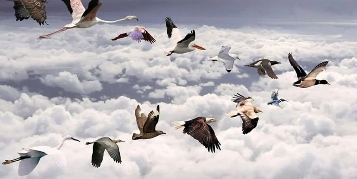 پرندگان مهاجر سيبري و آسياي ميانه وارد آبگيرهاي گچساران شدند