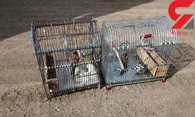 دستگیری۳ صیاد و شکارچی متخلف در هرسین