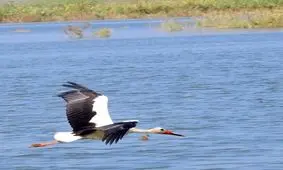 درناها به تالاب شادگان برگشتند