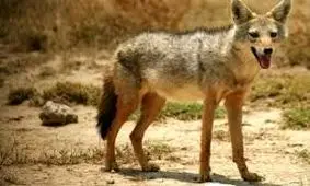 نجات جان یک گرگ توسط راننده لودر در کهگیلویه و بویراحمد+فیلم