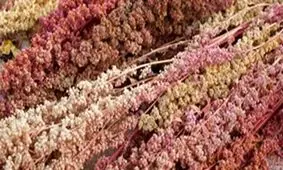 آغاز برداشت کینوا در سربیشه/ کاشت گیاه بومی آمریکا در خراسان‌جنوبی