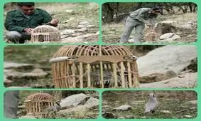 کشف ۵ قطعه پرنده در ایلام