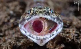 آخرین لحظات زندگی یک ماهی+عکس