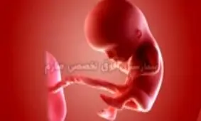 میدانید در دوران جنینی چه اتفاقاتی بر سر شما آمده است؟