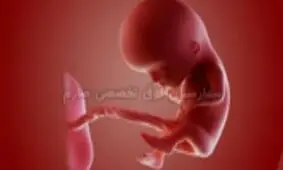 میدانید در دوران جنینی چه اتفاقاتی بر سر شما آمده است؟