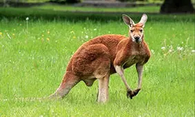 کتک خوردن یک مرد از کانگوروی عصبانی + فیلم