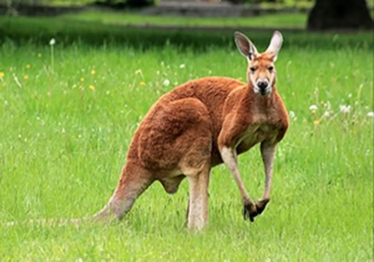 کتک خوردن یک مرد از کانگوروی عصبانی + فیلم