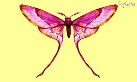 شخصیت خود را با این تست ساده روانشناسی تشخیص دهید+ تصاویر