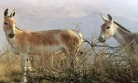 زنده‌گیری و انتقال ۴ راس گورخر از یزد به سمنان