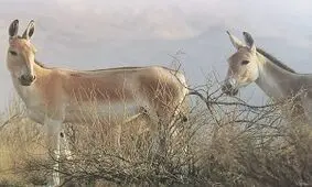 زنده‌گیری و انتقال ۴ راس گورخر از یزد به سمنان