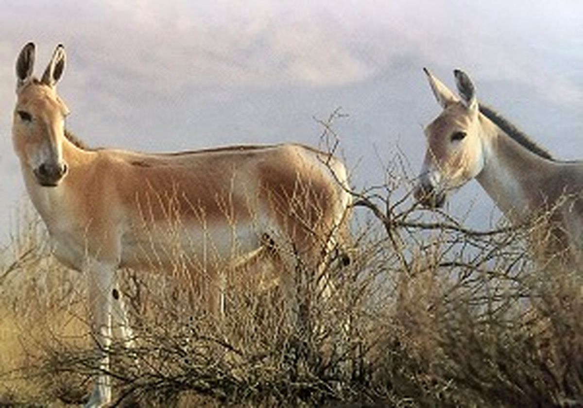 زندهگیری و انتقال ۴ راس گورخر از یزد به سمنان