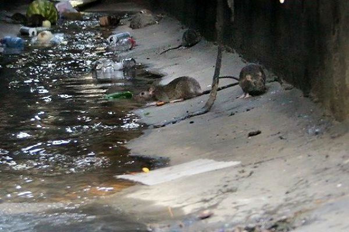 جولان موش‌ها در پایتخت /مدیریت شهری تهران مقصر است یا سازمان محیط زیست؟ /پایتخت‌نشینان یک ضلع معضل ازدیاد جمعیت موش ها