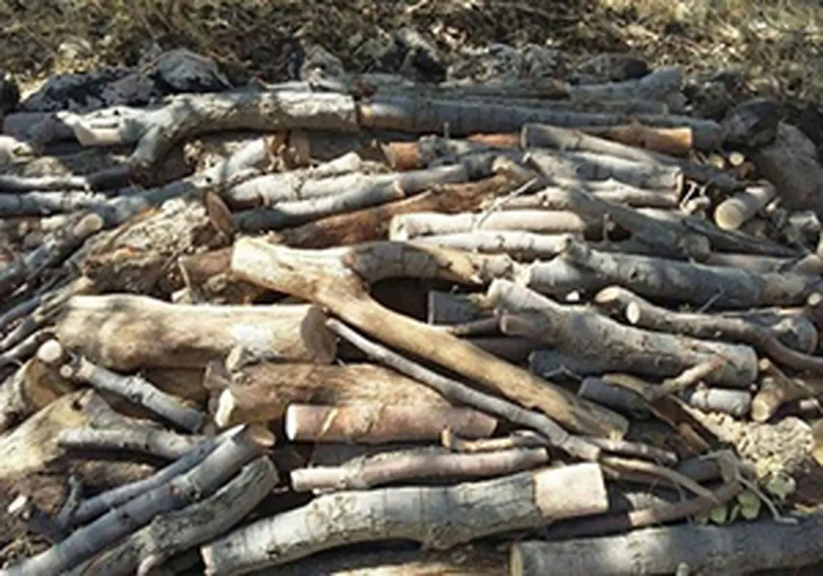 كشف 500 كيلو چوب جنگلی بلوط درخمينی شهر