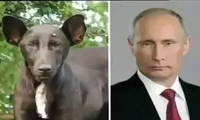 شباهت افراد معروف با حیوانات