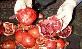 ماجرای انارهایی که مزه هروئین می دهد! + عکس