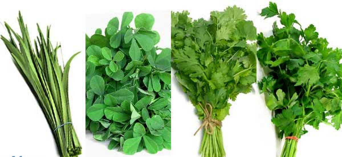 نسبت سبزی قورمه سبزی