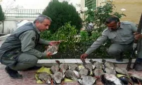 دستگیری شکارچی متخلف با 17 قطعه مرغابی سرسبز