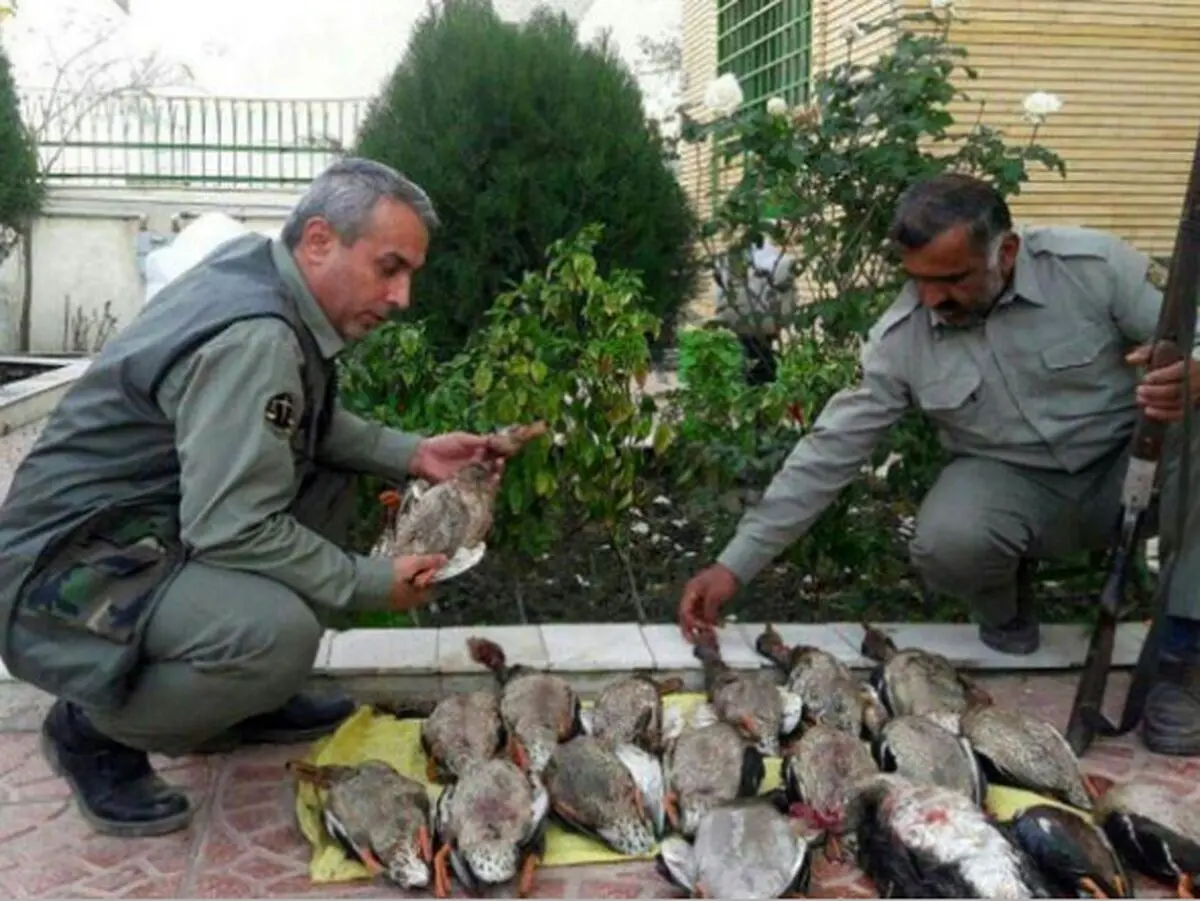 دستگیری شکارچی متخلف با 17 قطعه مرغابی سرسبز