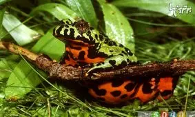 عجیب ترین قورباغه های دنیا + عکس