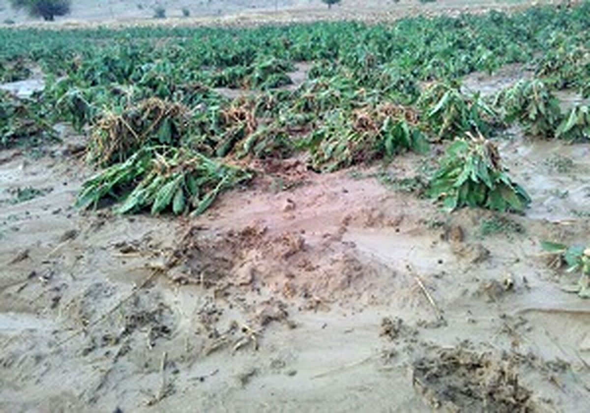 خسارت میلیاردی سیلاب به اراضی کشاورزی دزفول