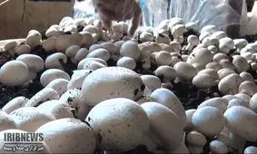 صادرات سالانه ۶۰۰ هزار دلار قارچ از محمود آباد ساوه