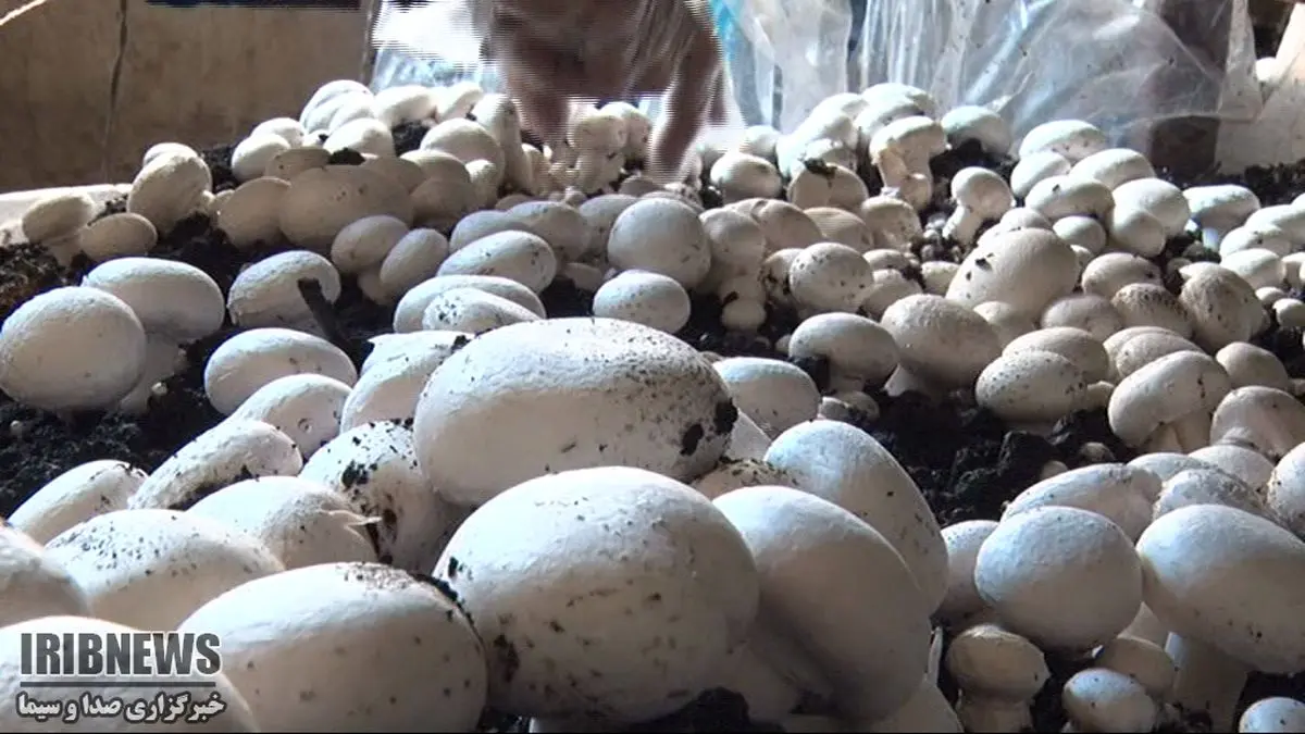 صادرات سالانه ۶۰۰ هزار دلار قارچ از محمود آباد ساوه