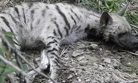 دستگیری شکارچی غیرمجاز کفتار‌ها در تفرش