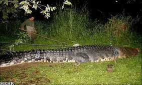غولپیکرترین و بزرگترین کروکدیل دنیا