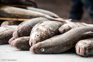 ۱۲ هزار تن ماهی از مزارع پرورش ماهی خرمشهر برداشت می‌شود