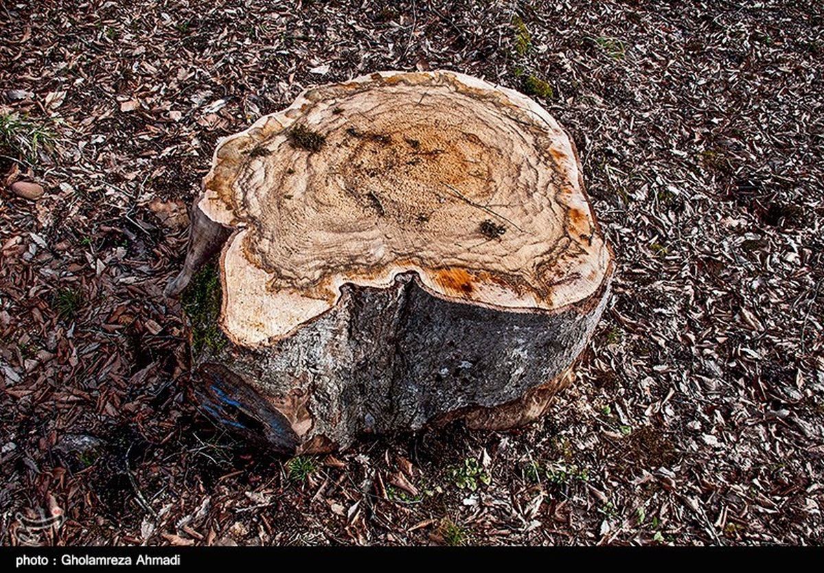 علت قطع درخت تنومند و اعتراض فعالان محیط زیست در بهبهان چه بود