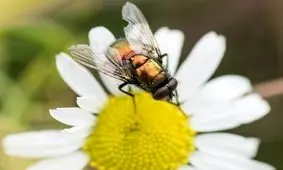 علت جالب آفرینش مگس را می دانید ؟