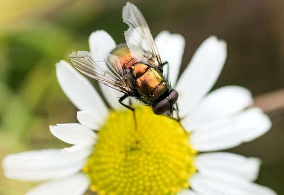 علت جالب آفرینش مگس را می دانید ؟