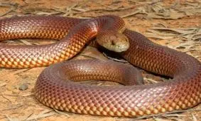 پخت سریع مارها در مسابقه آشپزی