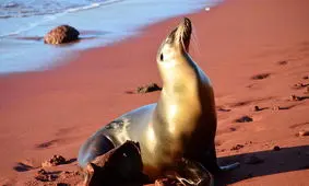 کشتار ۱۸ شیر دریایی در سیاتلِ آمریکا