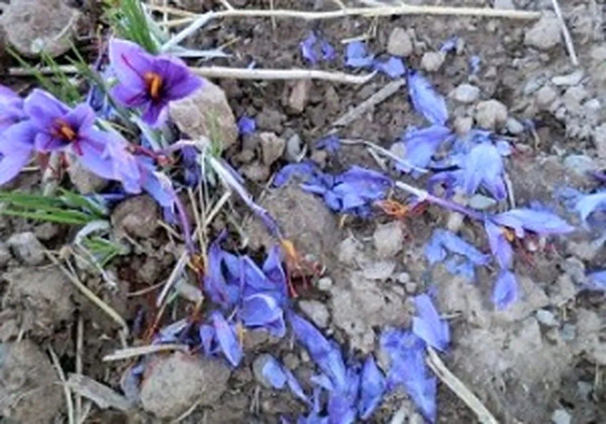 غرامت کشاورزان و دامداران خراسان جنوبی به ۱۶۷ میلیارد ریال رسید