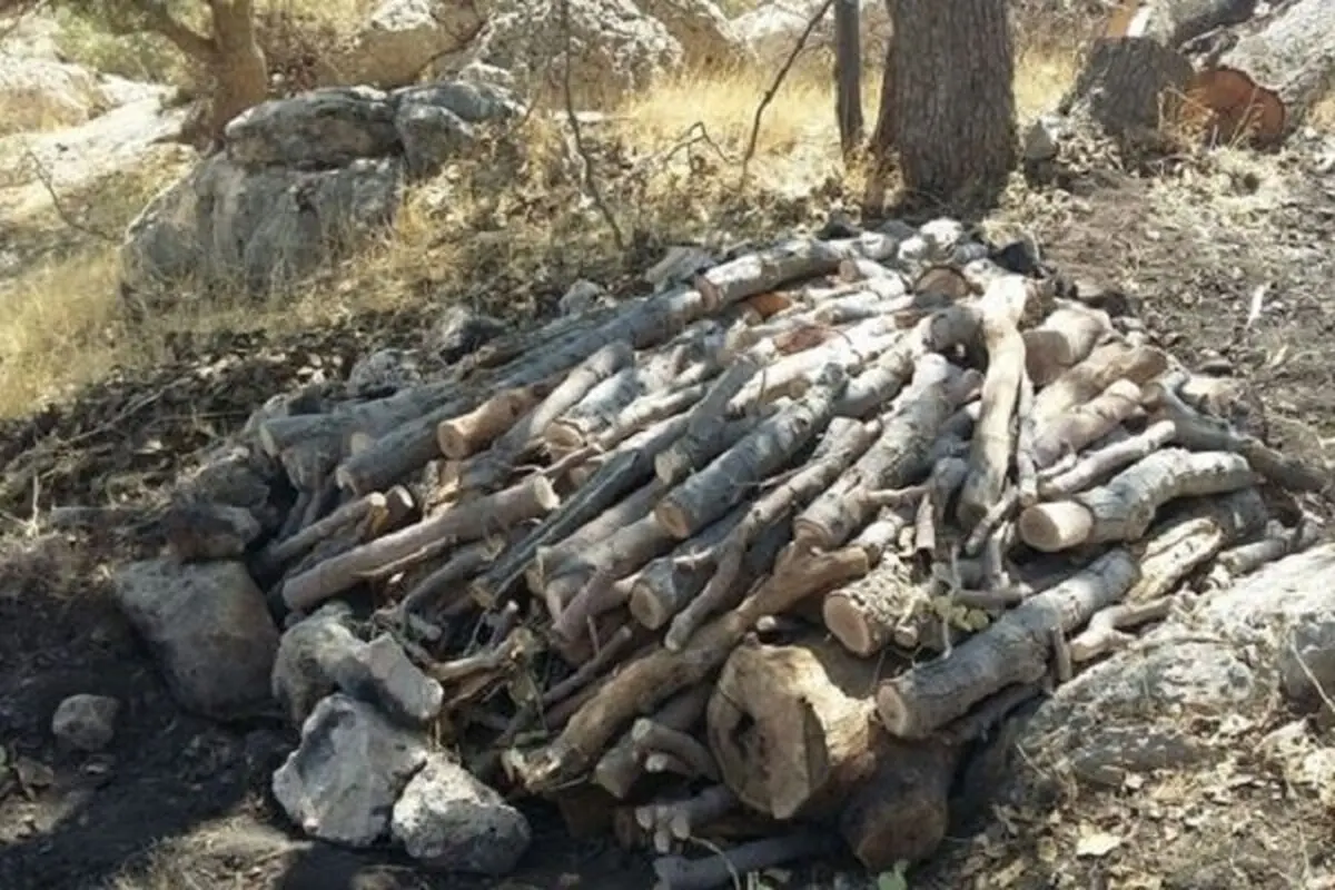 قطع درختان حاشیه جاده و رودخانه چالوس