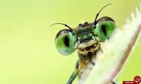 حشرات چطور راه خانه شان را پیدا می‌کنند؟