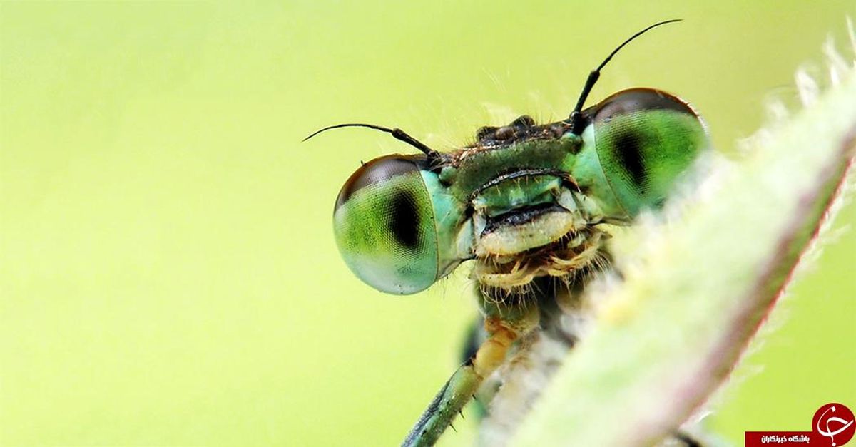 حشرات چطور راه خانه شان را پیدا می‌کنند؟