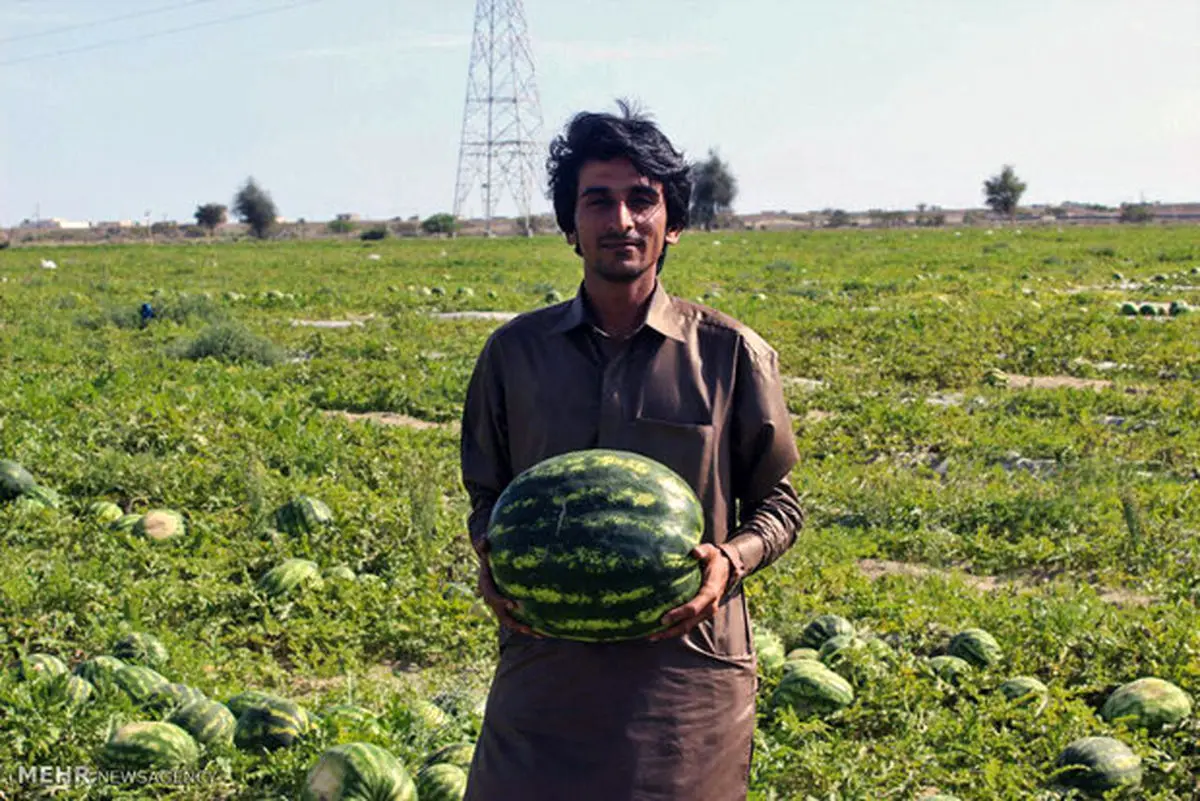 هندوانه شب یلدا از مزارع کنارک به بازار می‌رسد